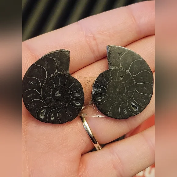 Black Split Ammonite Shell Fossil. Crystal Collector. - Picture 3 of 5